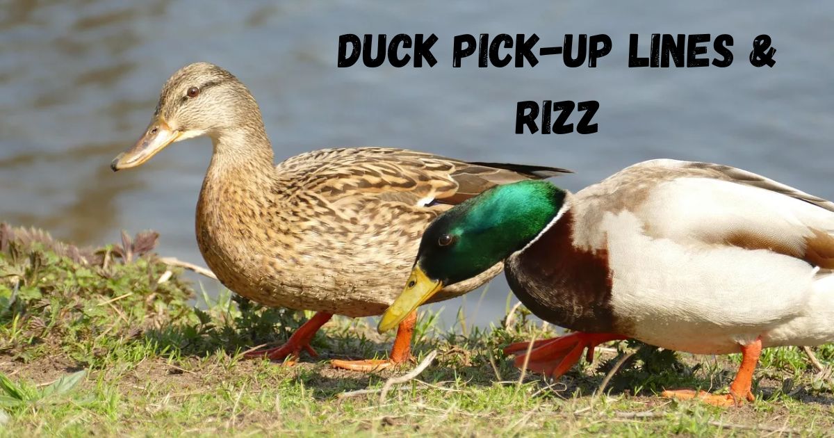 duck-pick-up-lines-and-rizz