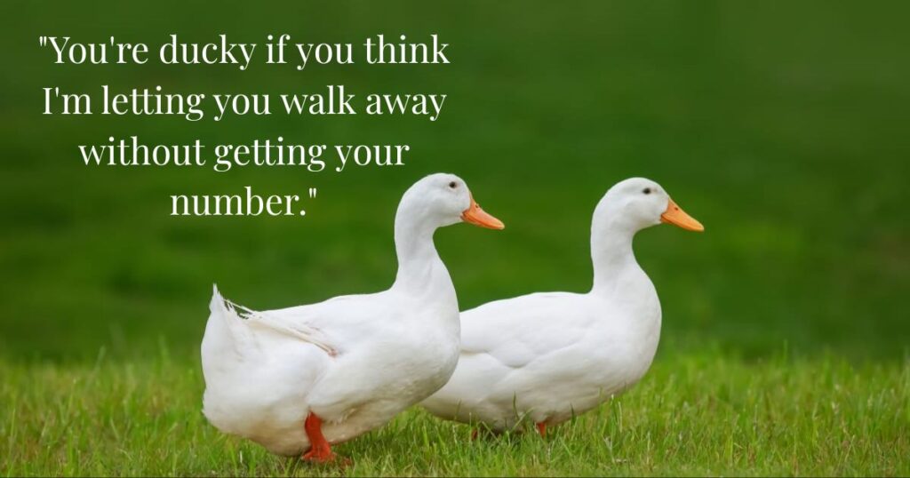 punny-duck-pick-up-lines