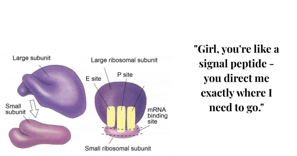 smooth-ribosome-pick-up-lines
