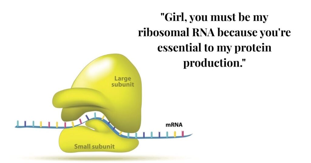 sweet-ribosome-pick-up-lines